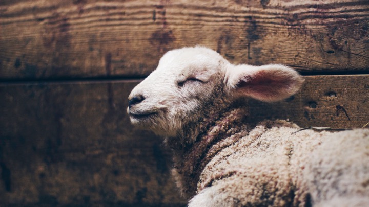 Sleeping sheep image