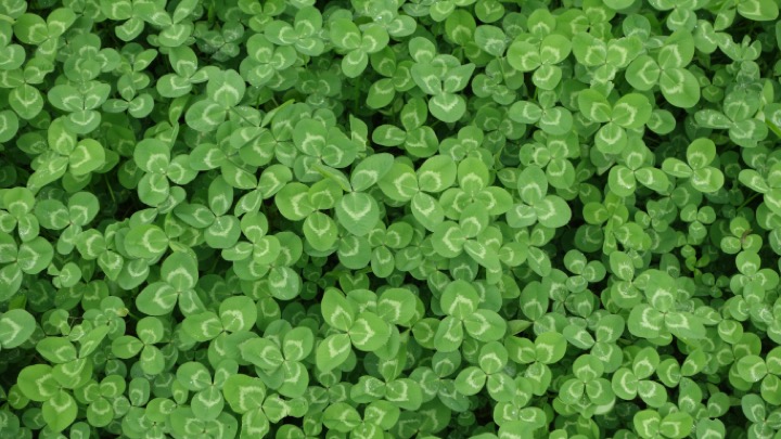 Clover image as a cover crop