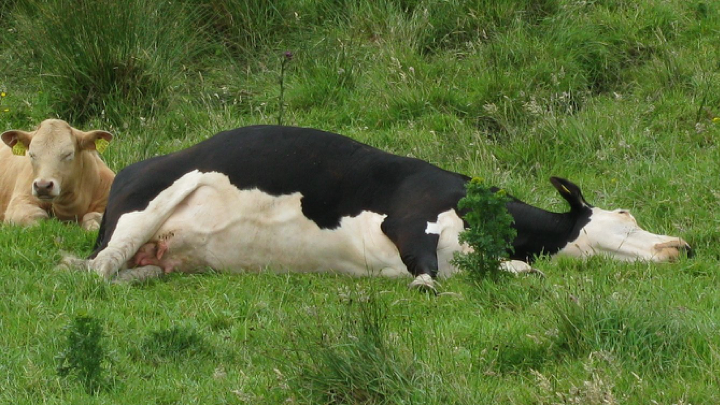 Grass tetany image