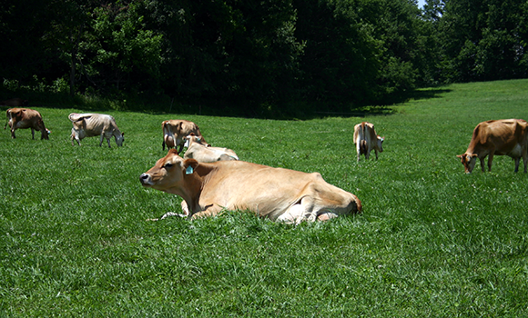 Jersy cows eating forage