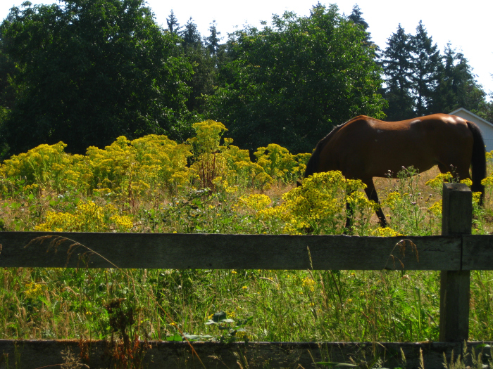 horse grazing in a pasture with tansy ragwort