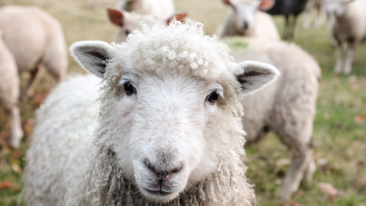 Image of a sheep.