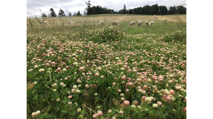 Sheep grazing clover image