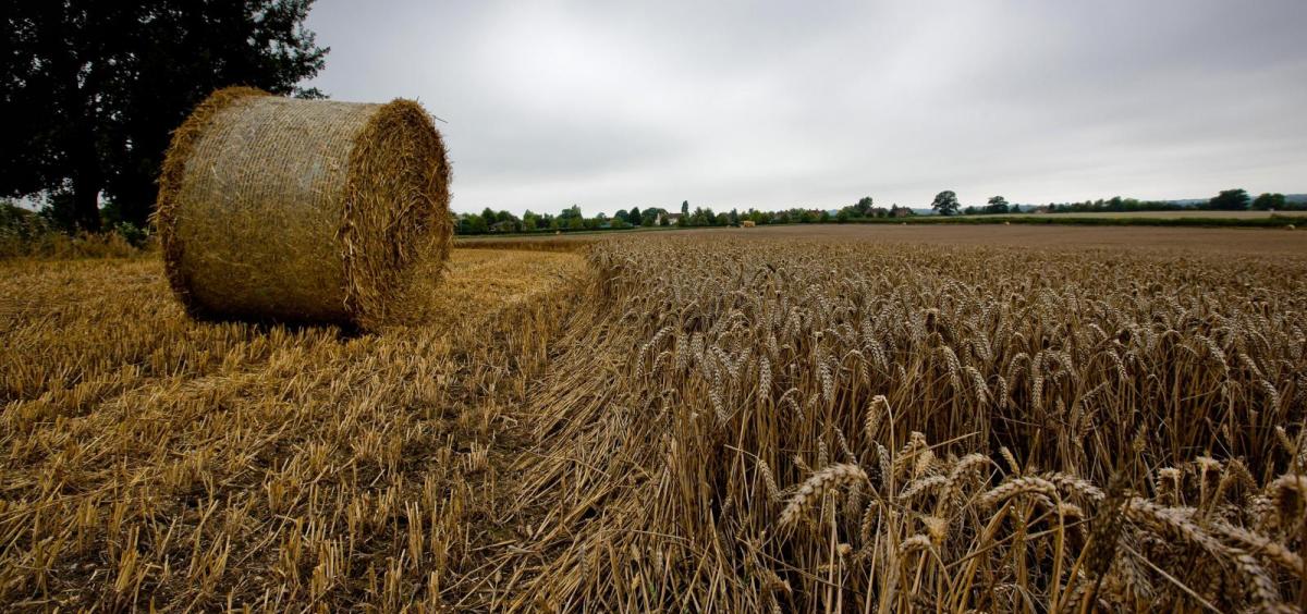 Field of wheat forage with rolled bale