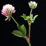 Gland Clover closeup flower stem leaflets - Avinoam Danin - Flora of Israel