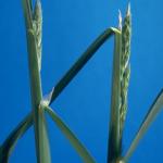 Orchardgrass nodes on stem