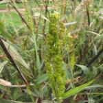 immature sorghum inflorescence