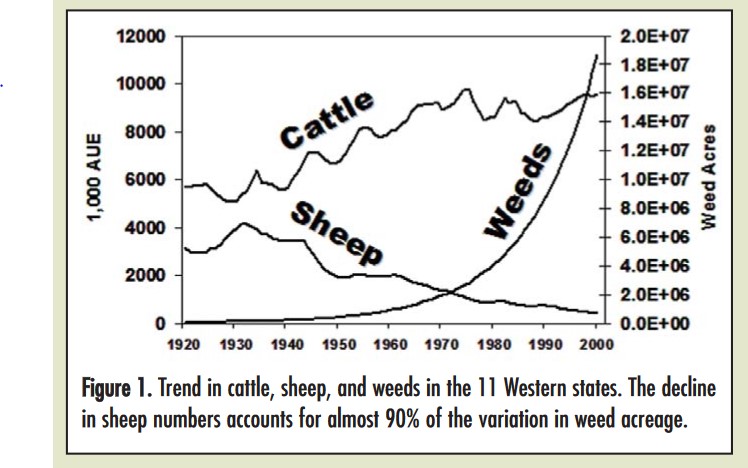 Sheep and Cattle Grazing