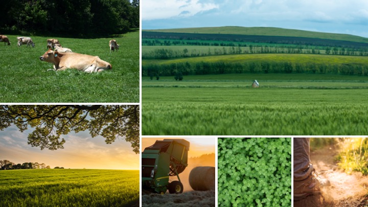 Images of cows, forages, grass, hay, farming